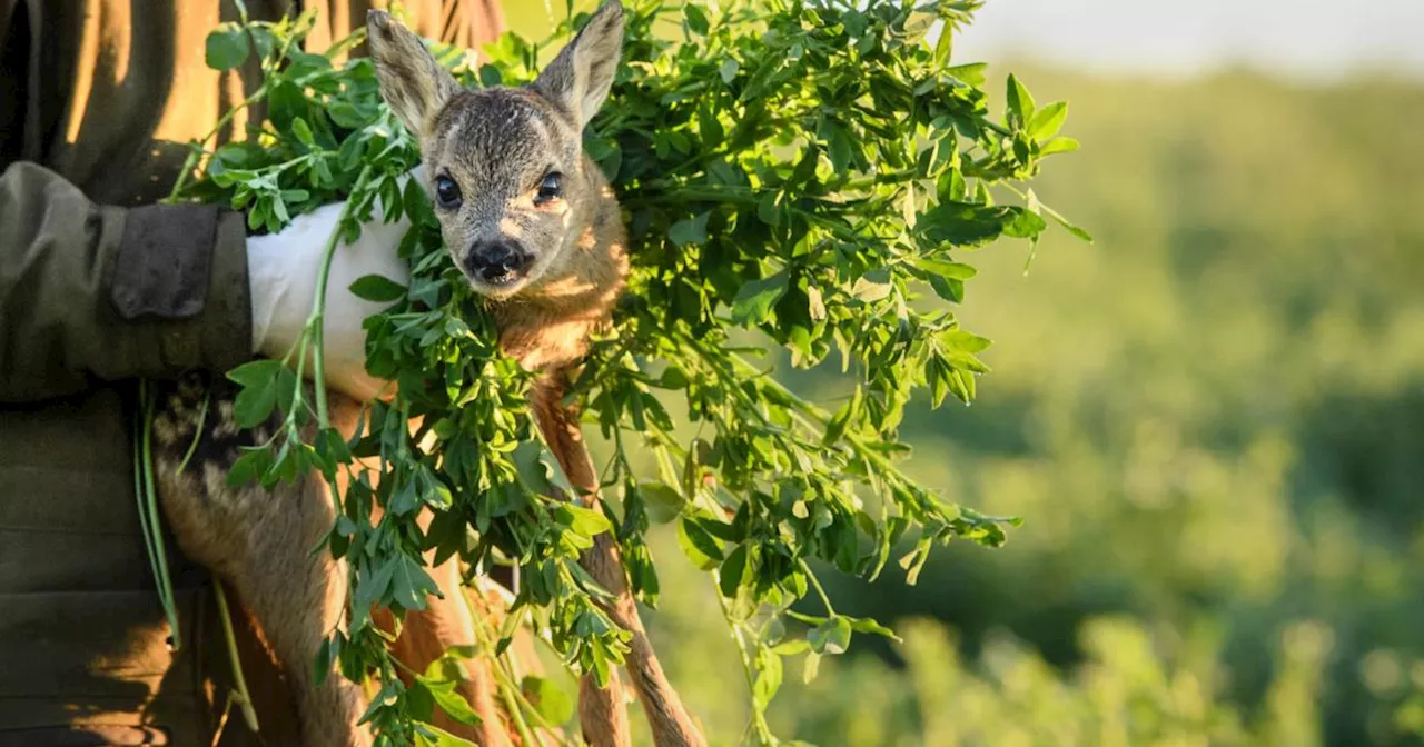 Sechs Rehkitze getötet: Tierquälerei-Vorwurf gegen Linzer Landwirt