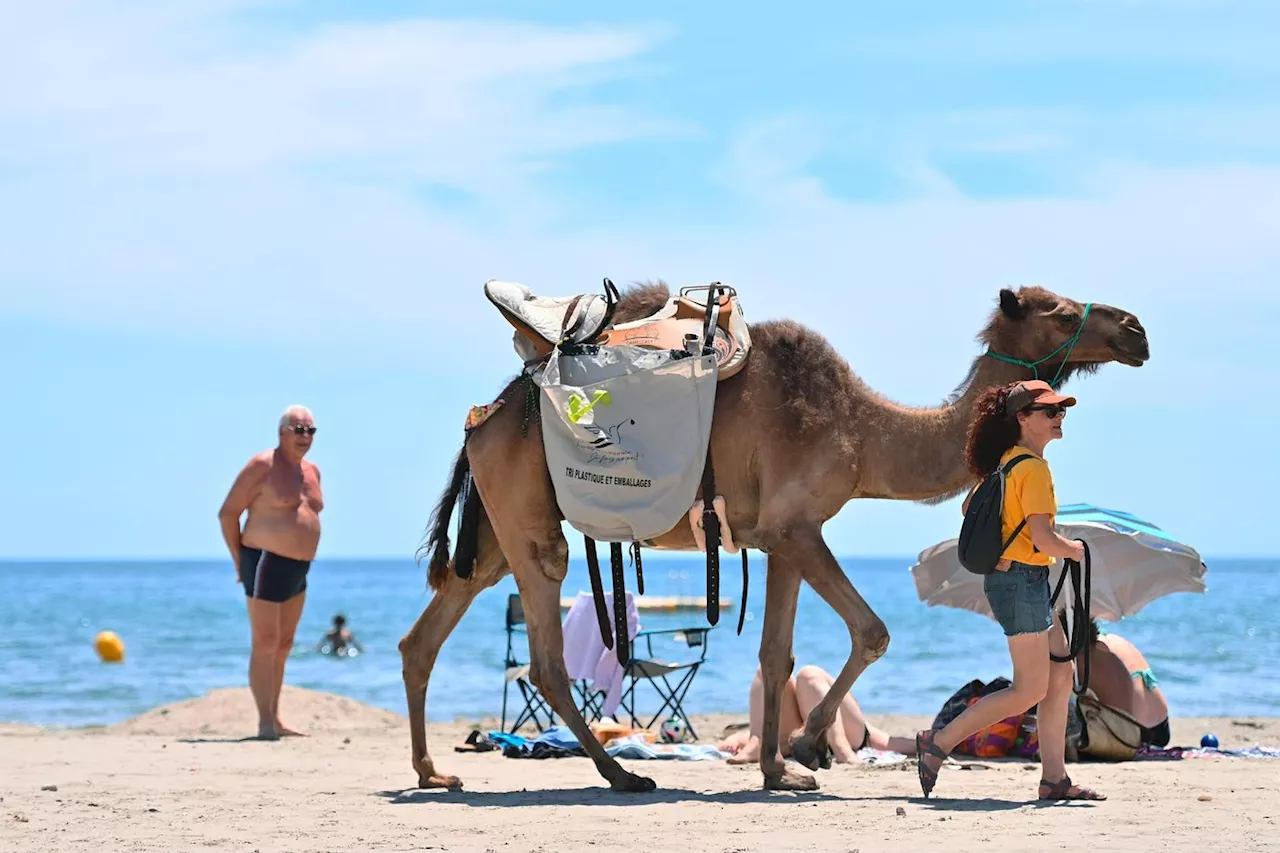 Dans l'Hérault, des dromadaires pour sensibiliser les vacanciers au ramassage des déchets