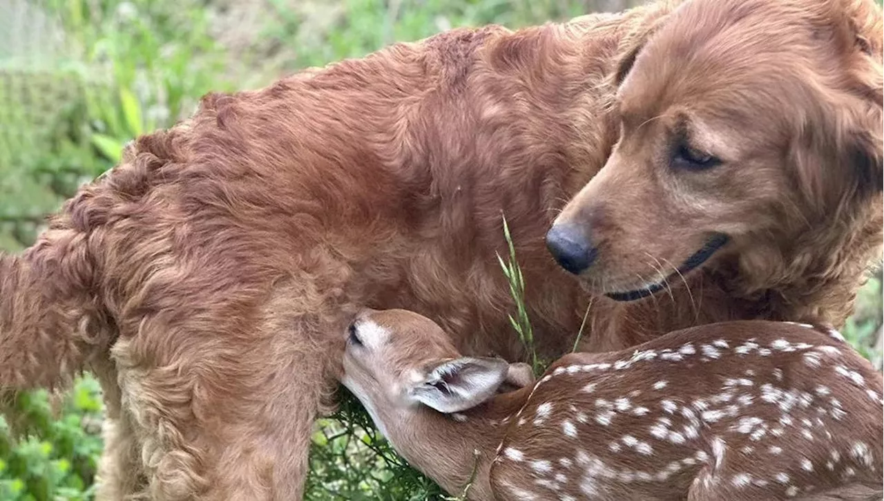 Il cane incontra il cerbiatto, quando la natura non è una fiaba magica ma ha bisogno di responsabilità