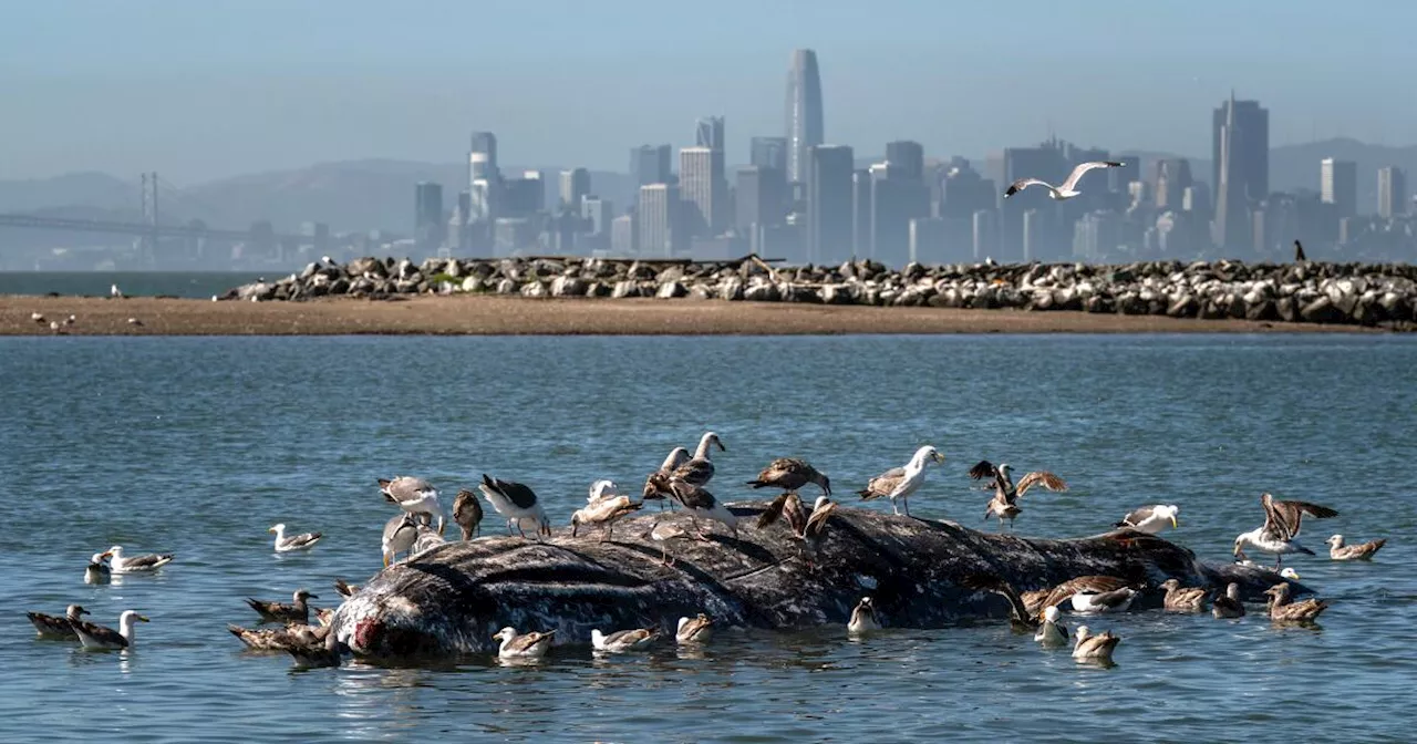 Unprecedented numbers of gray whales are visiting San Francisco Bay, and nobody quite knows why