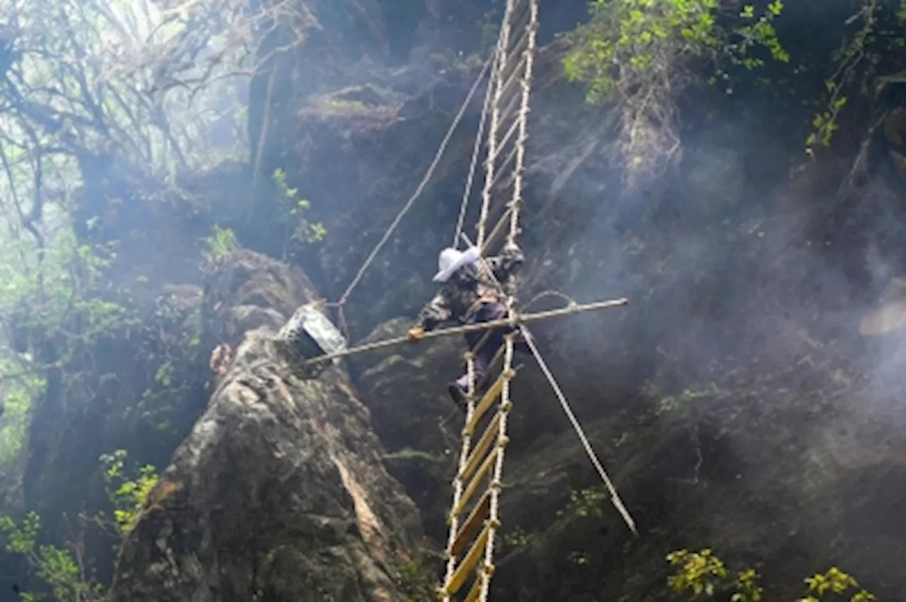 Sticky future: Climate change hits Nepal’s highly prized hallucinogenic honey hunters