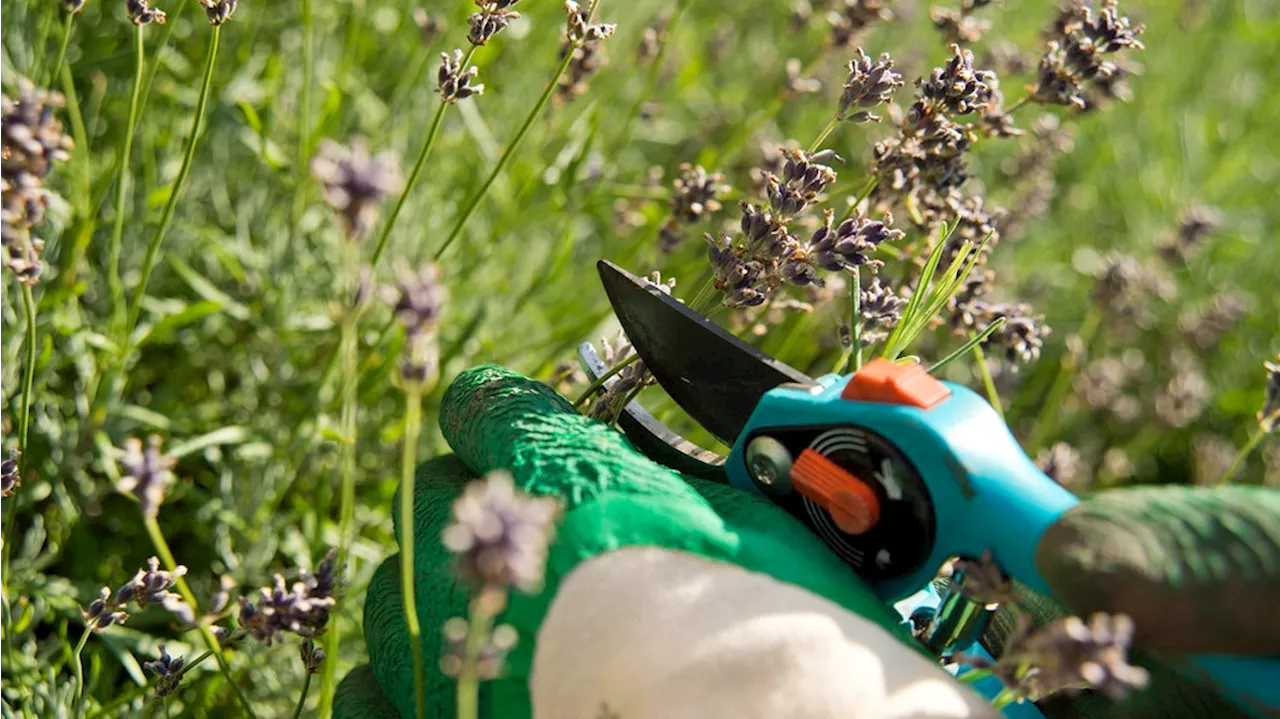 Verblühten Lavendel im Sommer schneiden