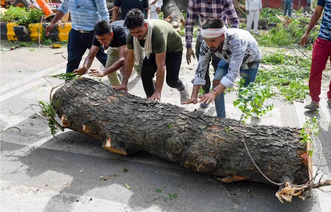 दिल्‍ली : सड़क बनाने के नाम पर हजार से ज्यादा पेड़ काटे, खानापूर्ति के लिए लगाए पेड़ भी सूखे