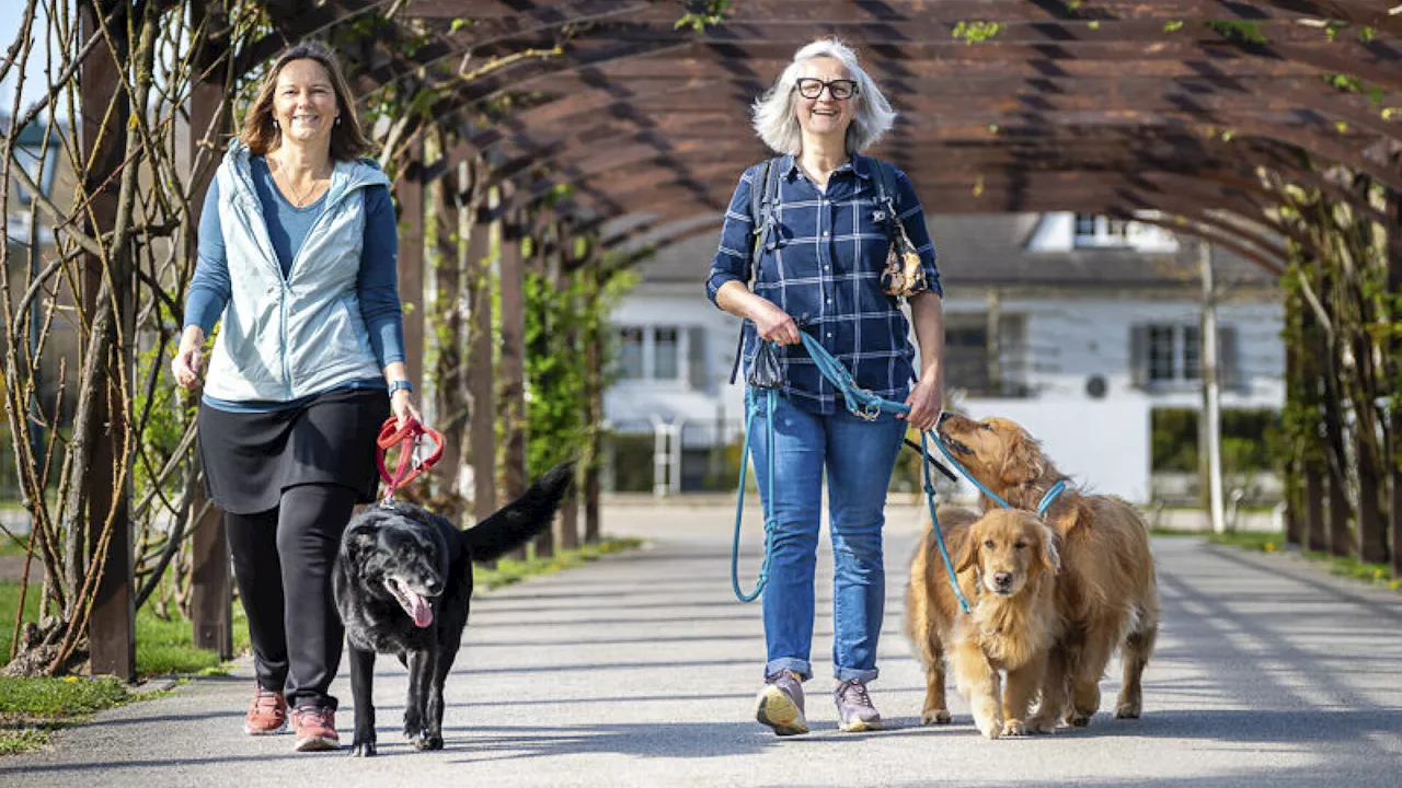 3 Hunde, 33 Plätze: Wo sich Hunde im Sommer abkühlen können