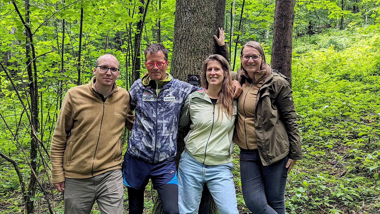 Sternenkinderbaum im Klosterwald: Ein Platz zum Trauern und Erinnern