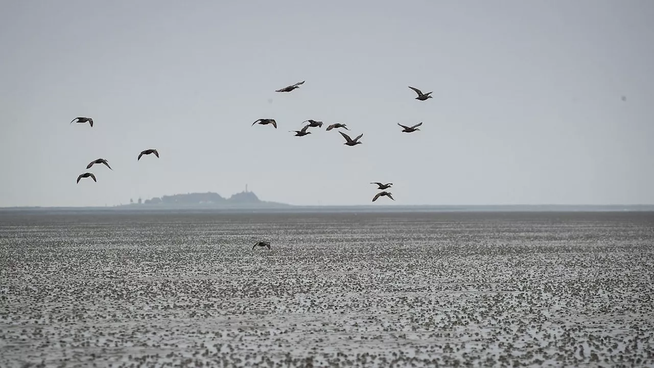 Hamburg & Schleswig-Holstein: Ein neues Seekabel verbindet Oland und Langeneß