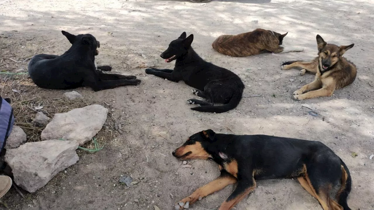 ¿Invasión canina? Con más de 120 mil ejemplares, Irapuato tiene sobrepoblación de perros