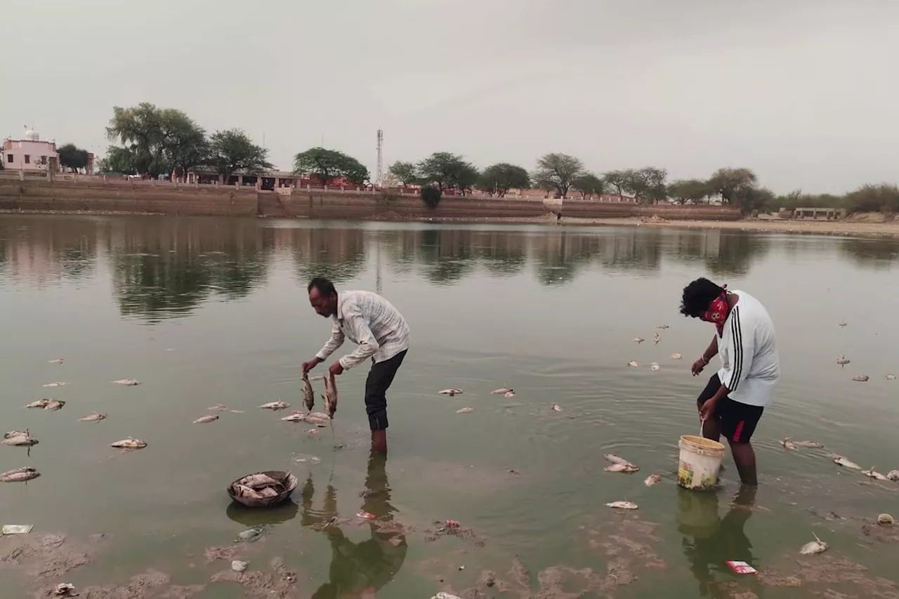 मछलियां मरने से इस मंदिर के सरोवर का दूषित हुआ पानी, दुर्गंध से श्रद्धालु परेशान