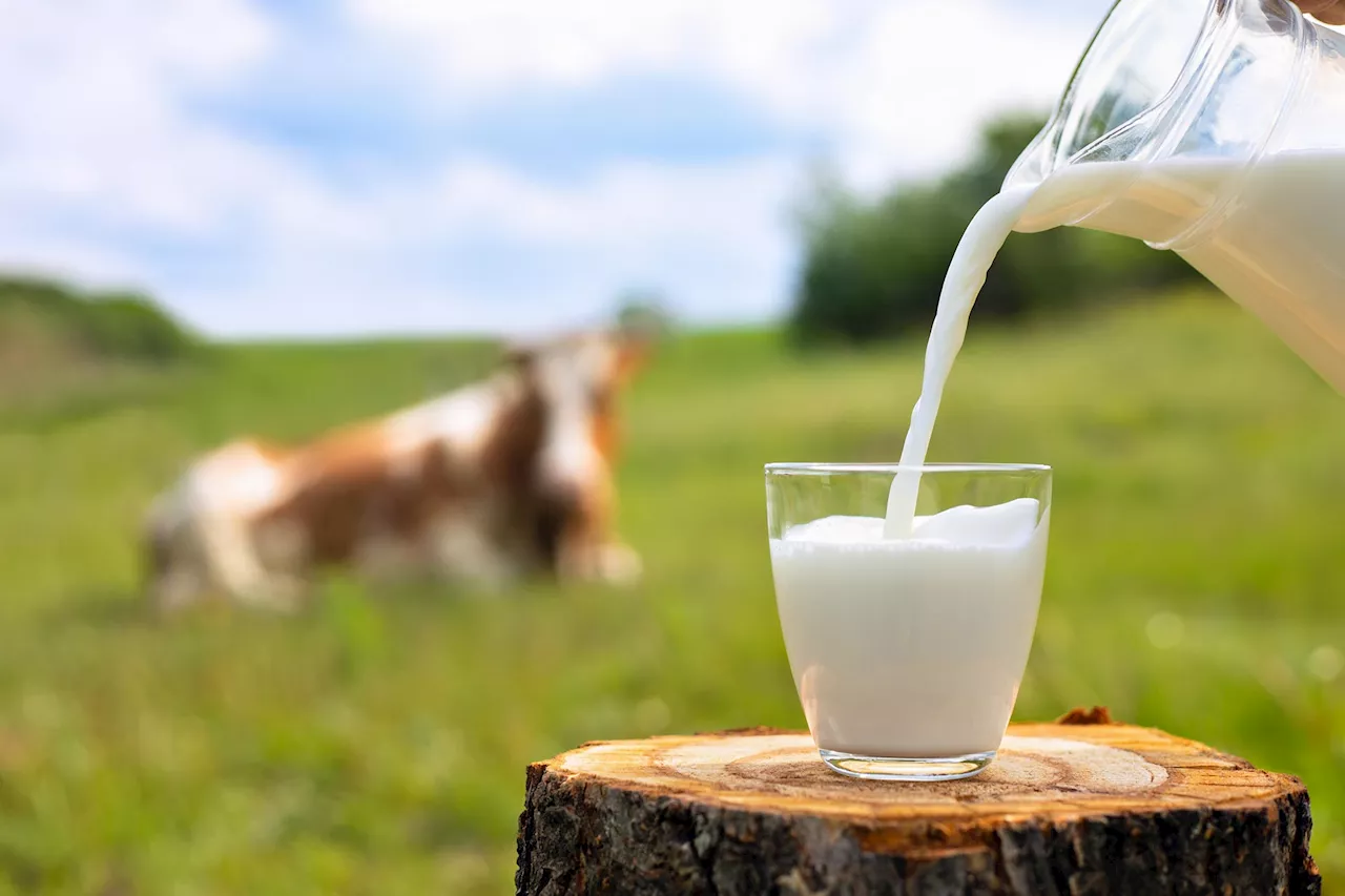 Unveiling H5N1: Comparative Risks of Raw Milk and Airborne Transmission