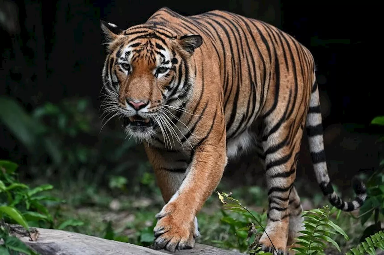 Malayan tiger teeters on ‘brink of extinction’ as spate of deaths sparks alarm