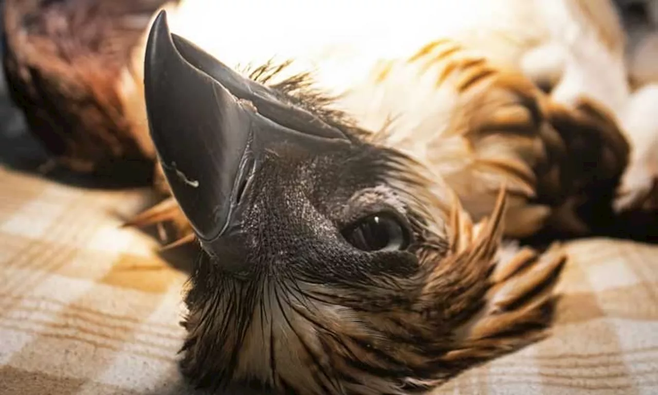 Another PH eagle dies of gunshot wounds