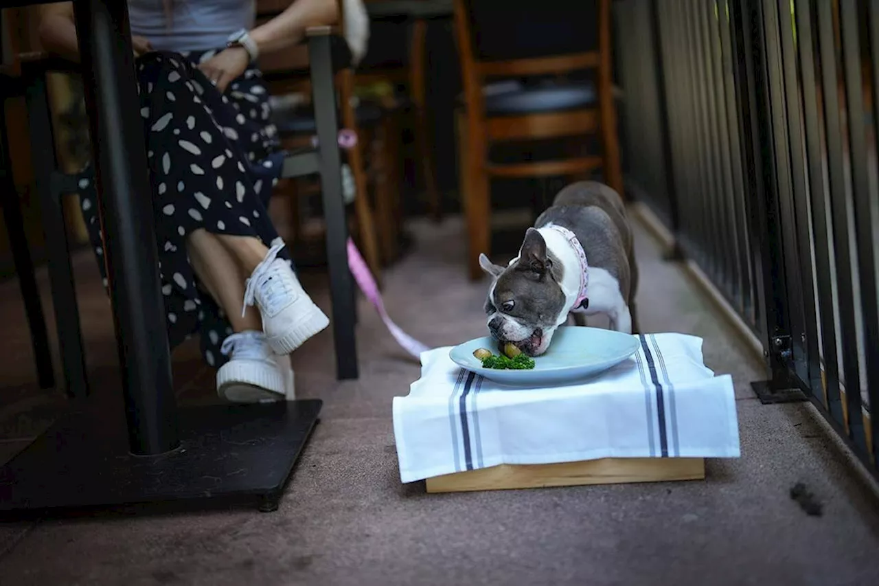 Restaurants increasingly welcoming dogs with pawgaritas, barkuterie boards