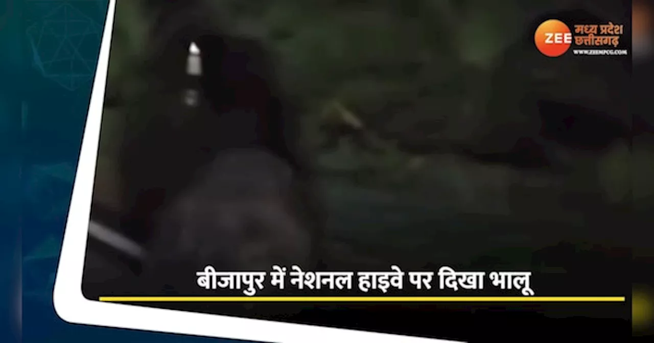 बीजापुर में दिखा भालू; ग्रामीणों में दहशत का माहौल, देखें Video