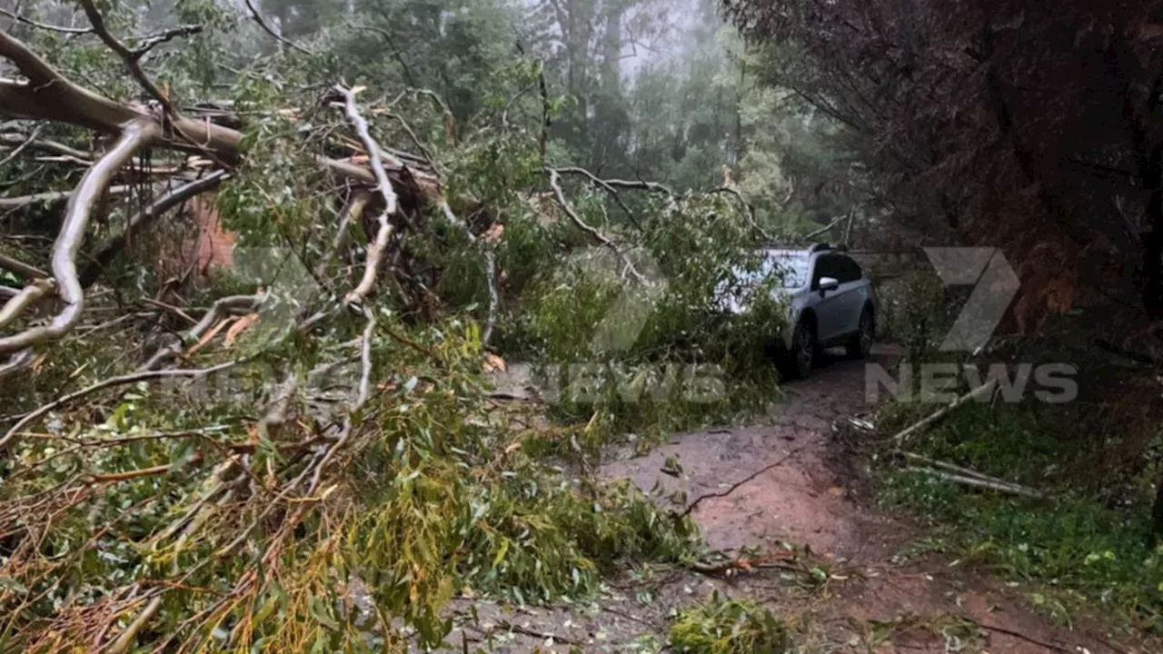 Trees down, cars stuck in floodwater as storms lash Victoria overnight on Monday