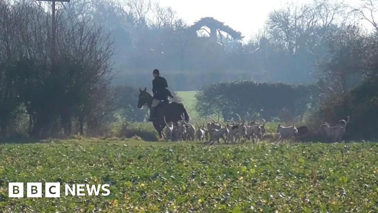 Woman tells court how she saw 'hounds savage fox in her garden'