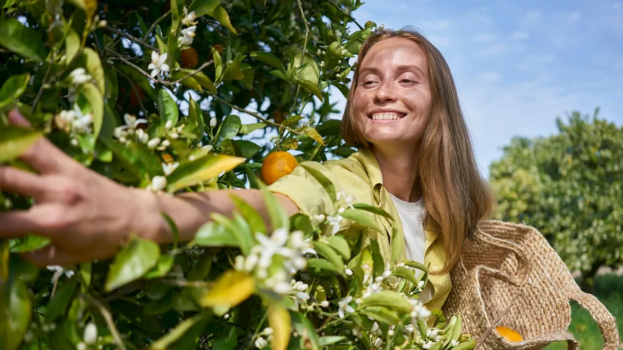 Erntekalender 2024: Dann sollten Sie dieses Gemüse und Obst ernten