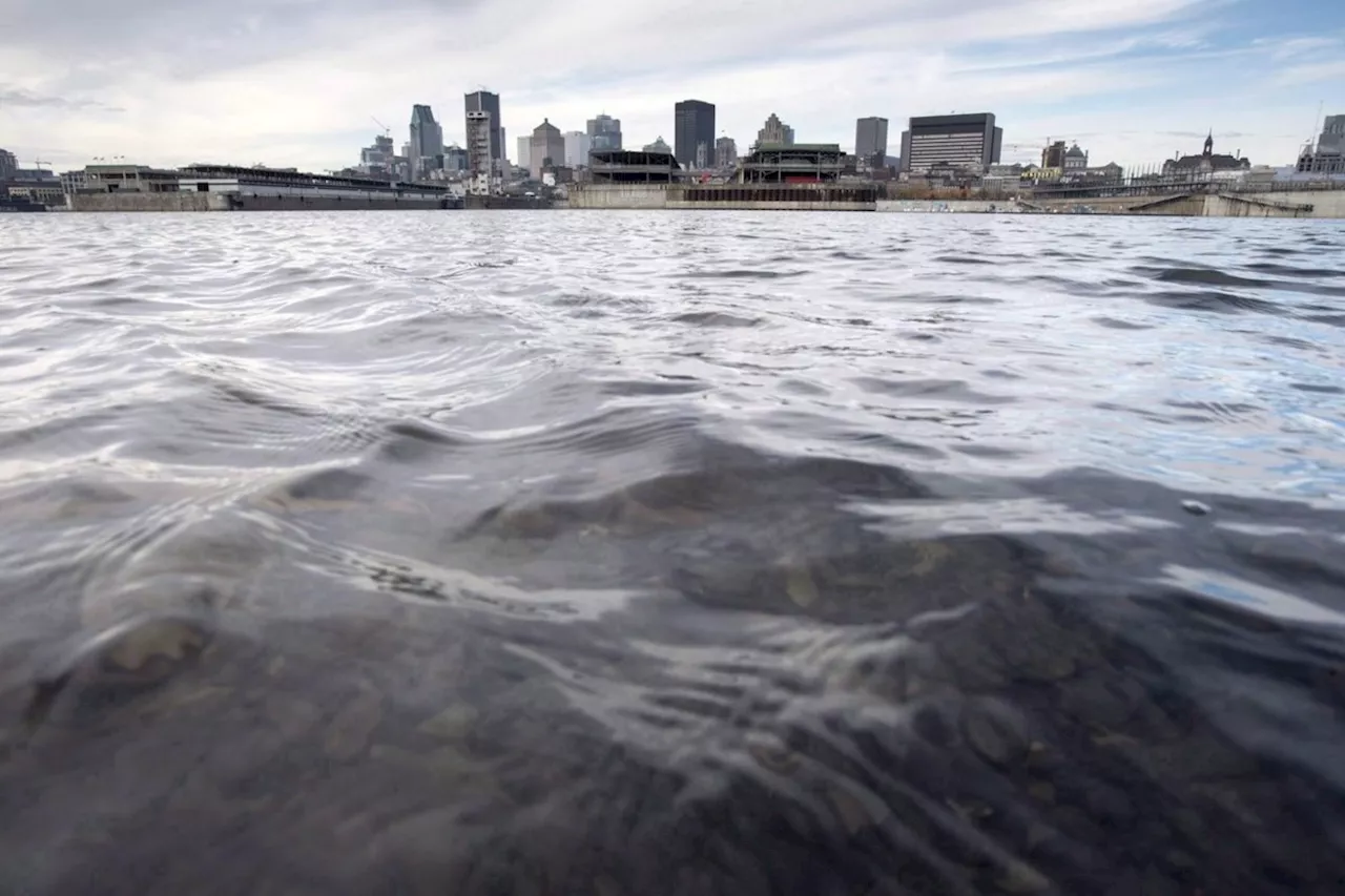 Canadian Coast Guard investigating source of motor oil spill in Montreal river