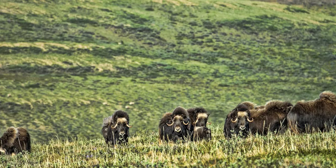 Biden Proposes New Protections From Oil and Gas Drilling in Western Arctic