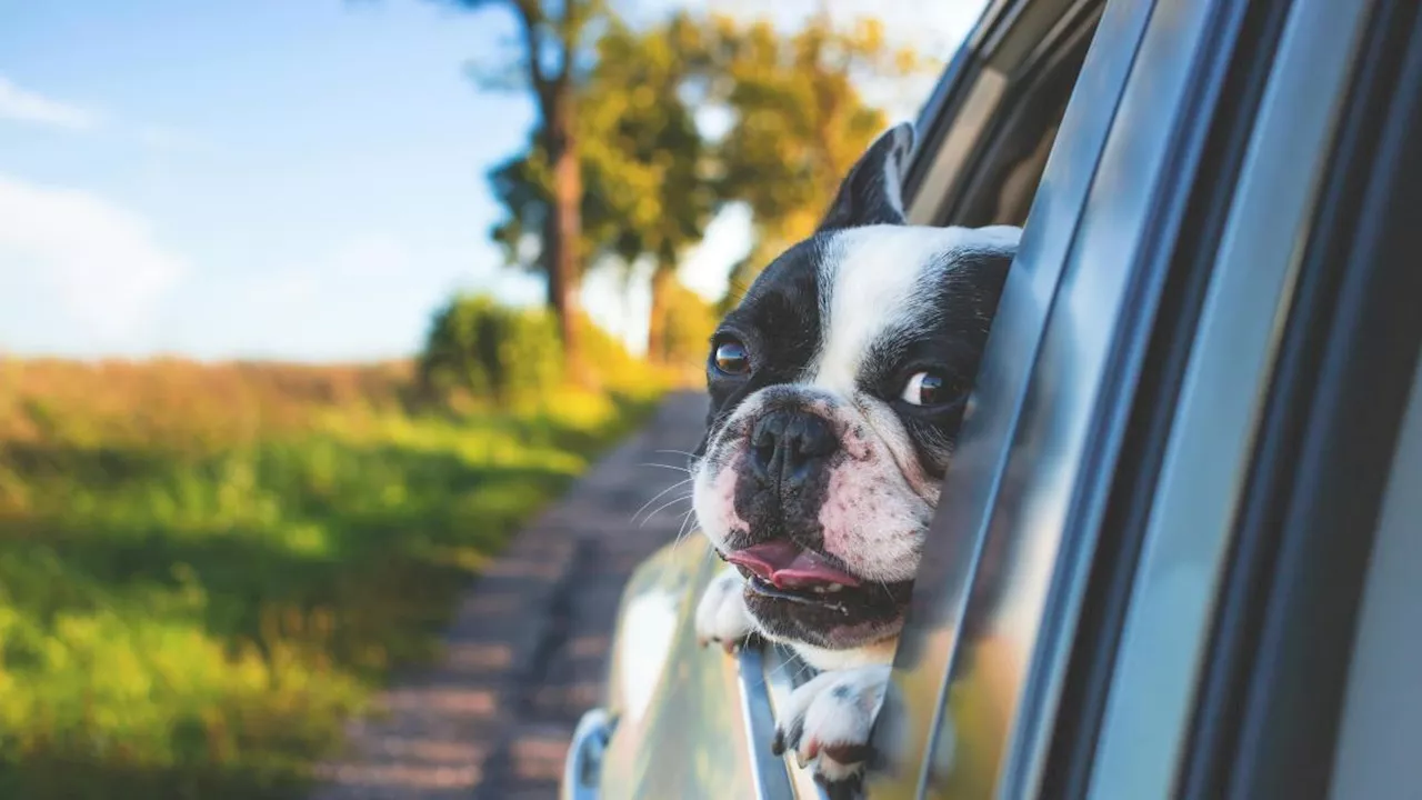 Aumentano gli italiani che vanno in vacanza con i propri animali domestici: quest'estate sono 8 milioni