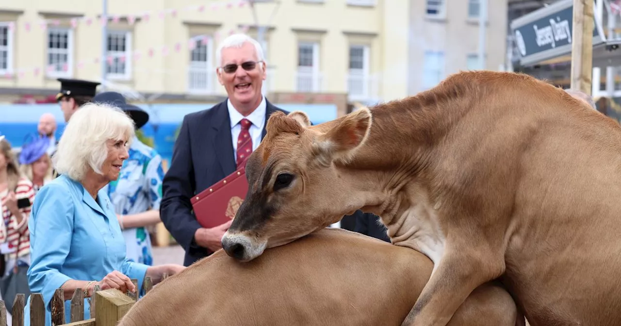 King Charles and Queen Camilla witness 'frisky' Jersey cows on Royal visit