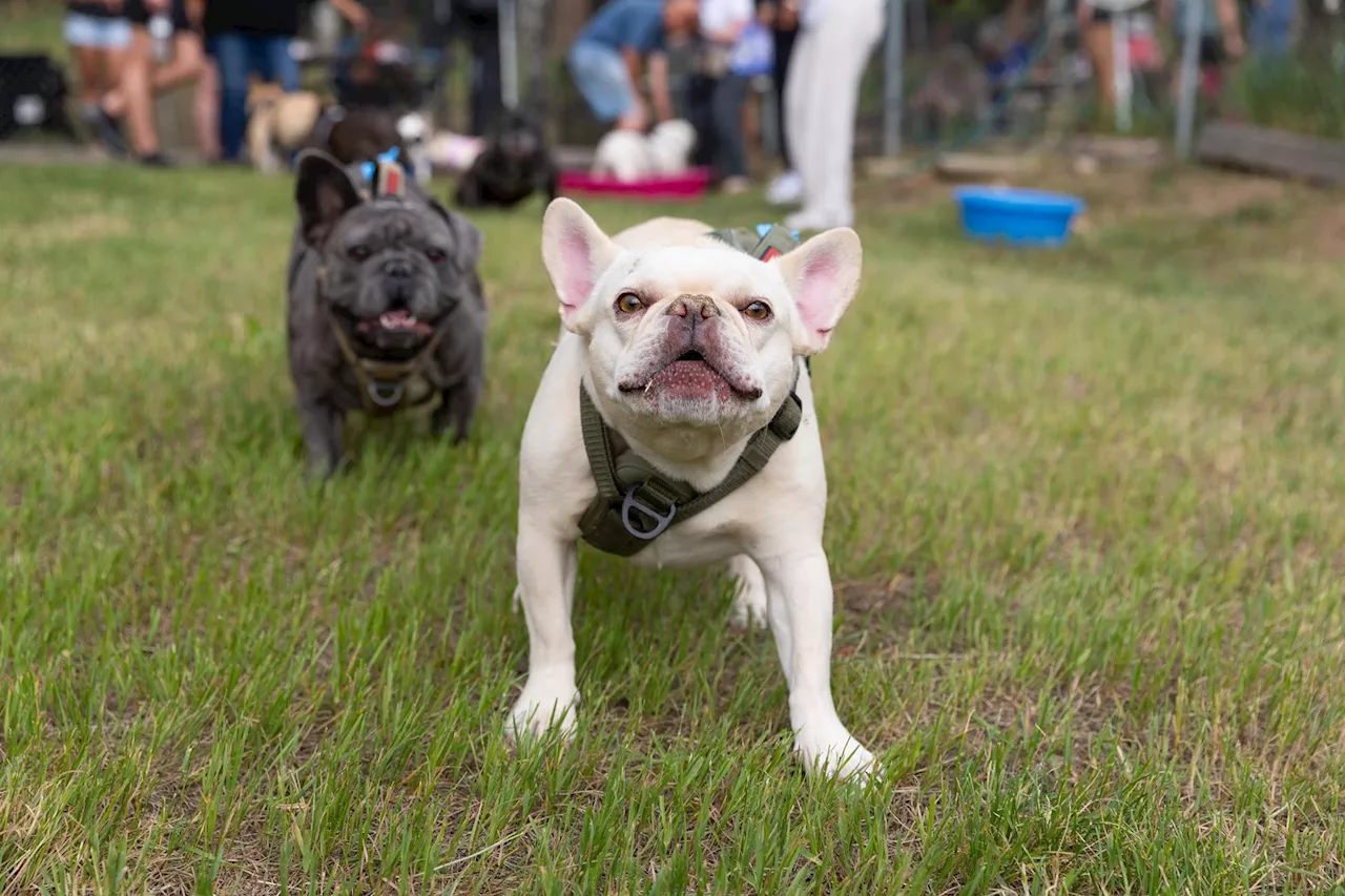 Photos: The Monthly French Bulldog Meetup in Conifer