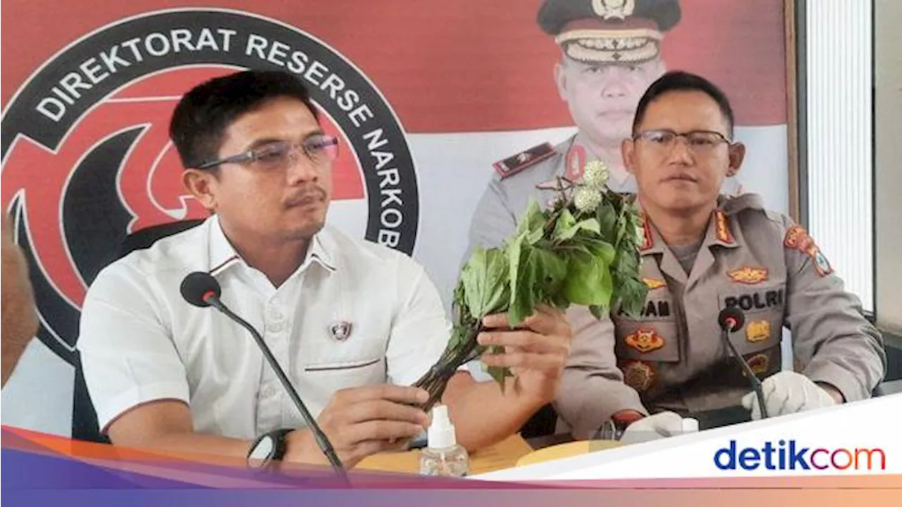 Peredaran Pil Misterius di Balik Kasus Warga di Kalsel Diduga Mabuk Kecubung