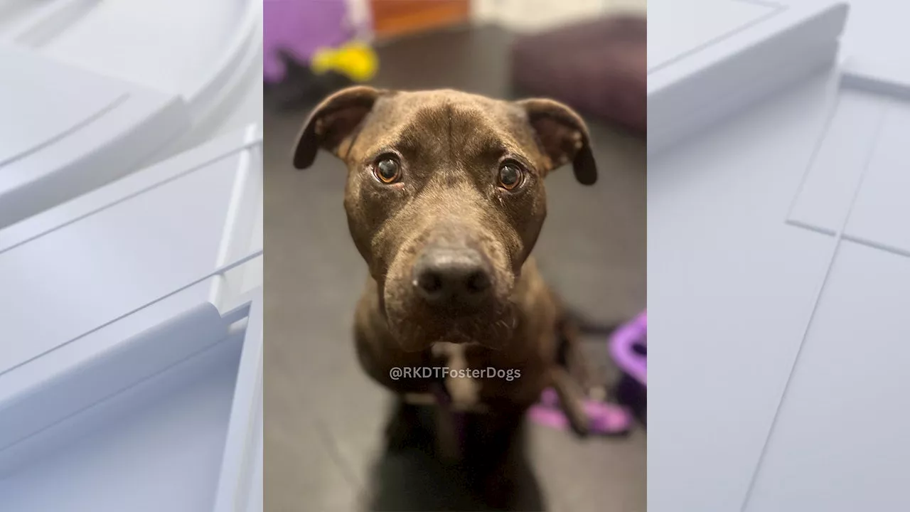 Dog that spent 473 days in shelter gets chance at ‘new life’