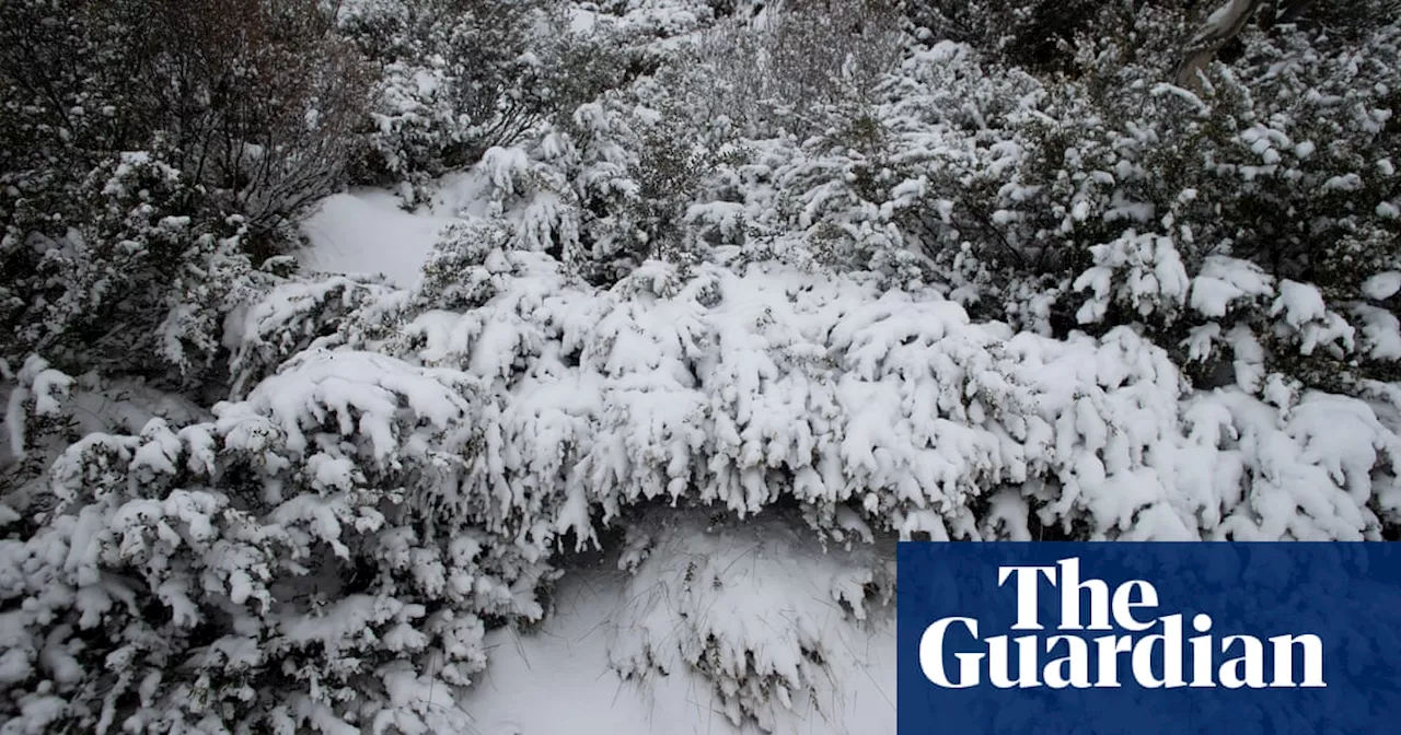 Antarctic blast brings damaging winds and alpine blizzards to Victoria and NSW and possible snow in Queensland