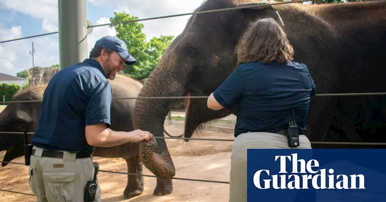 First Asian elephant vaccinated in fight against deadly herpes virus