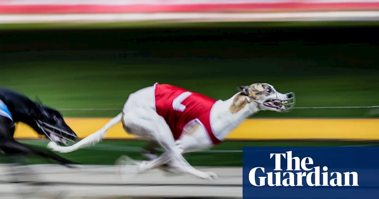 Former chief vet says independent inquiry needed into NSW greyhound industry after allegations of animal abuse