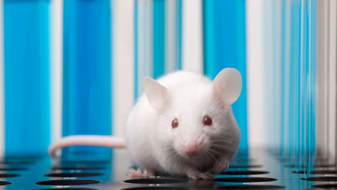 New drug boosts insulin-making cells by 700%; reverses diabetes in mice