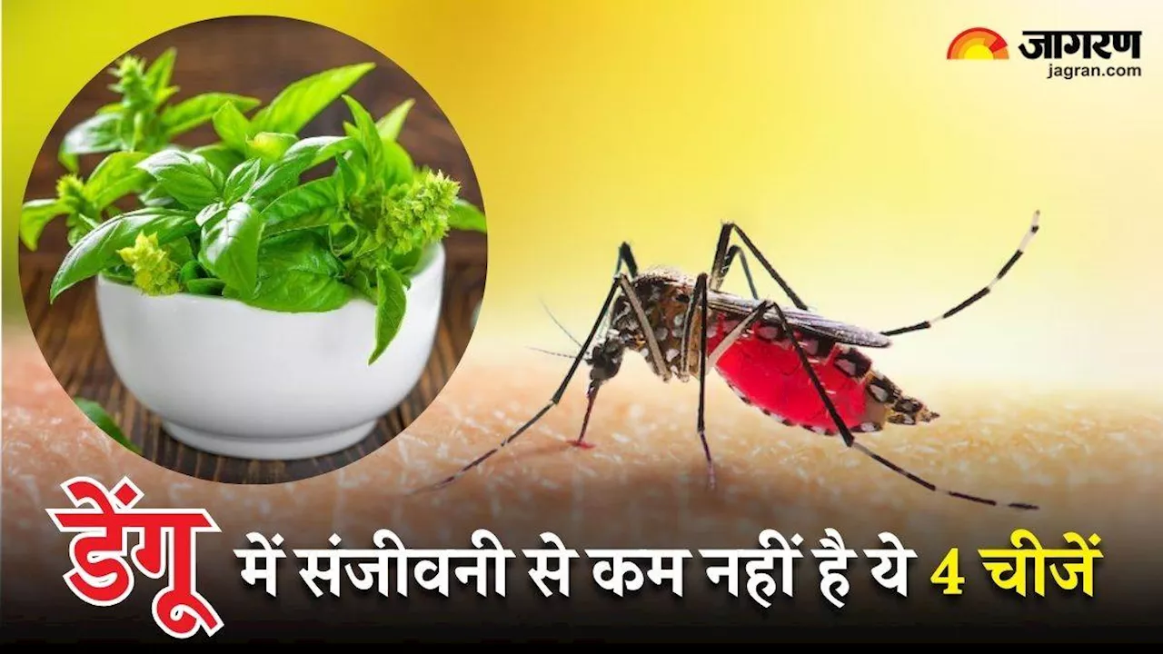 Dengue Home Remedies: डेंगू के बुखार में रामबाण है इन 4 पत्तों का पानी, तेजी से बढ़ने लगते हैं प्लेटलेट्स