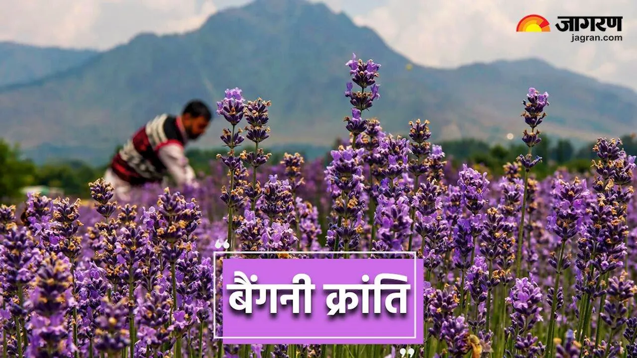 Jammu Kashmir के किसानों का भविष्य रोशन कर रही है 'बैंगनी क्रांति', Essential Oils के बाजार को आकर्षित कर रहा भारत