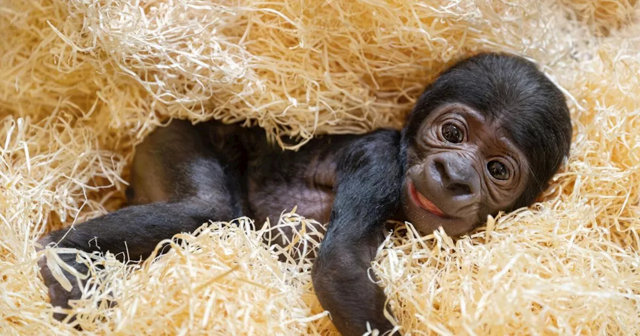 Erstes Gorillababy im Zoo Schmiding: Schwerer Start ins Leben