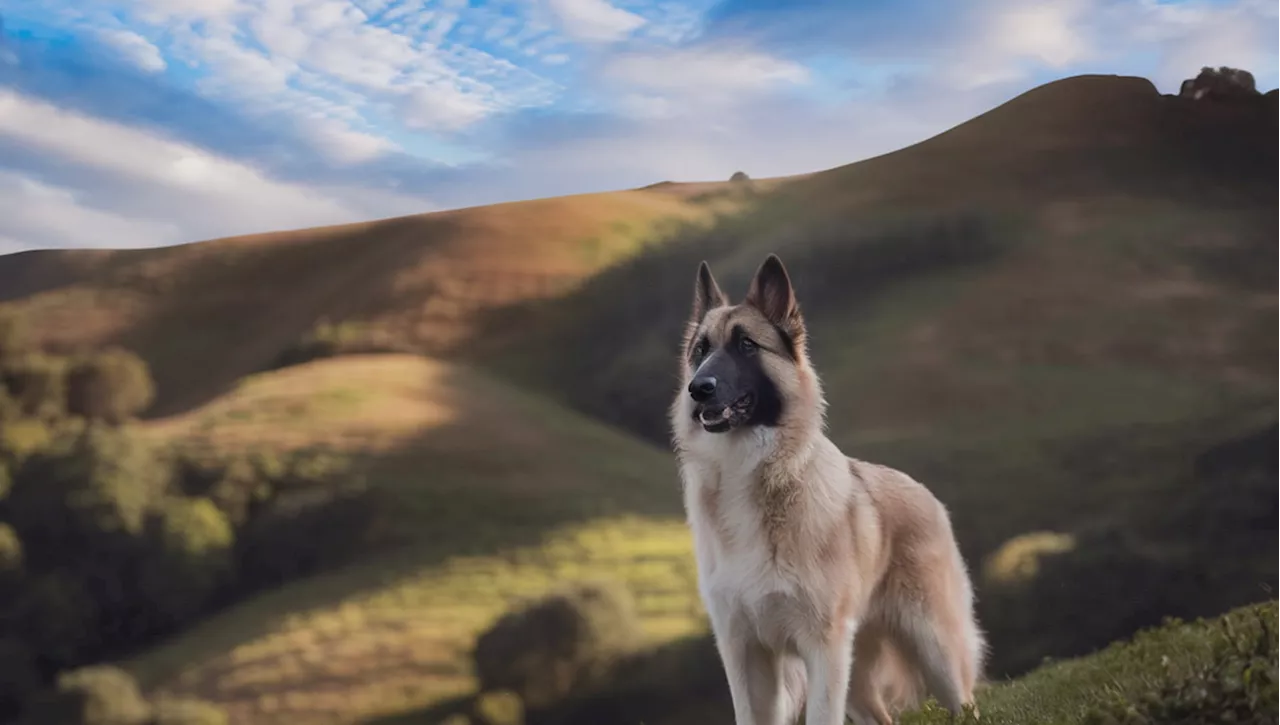 Il cane King scappa di casa per due giorni ma il motivo fa sciogliere il cuore