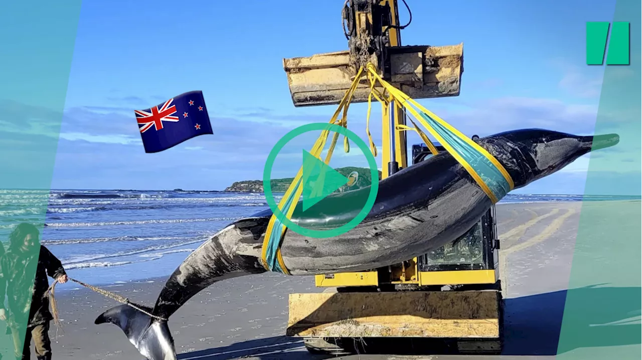 En Nouvelle-Zélande, une très rare baleine à bec de Travers découverte sur la plage