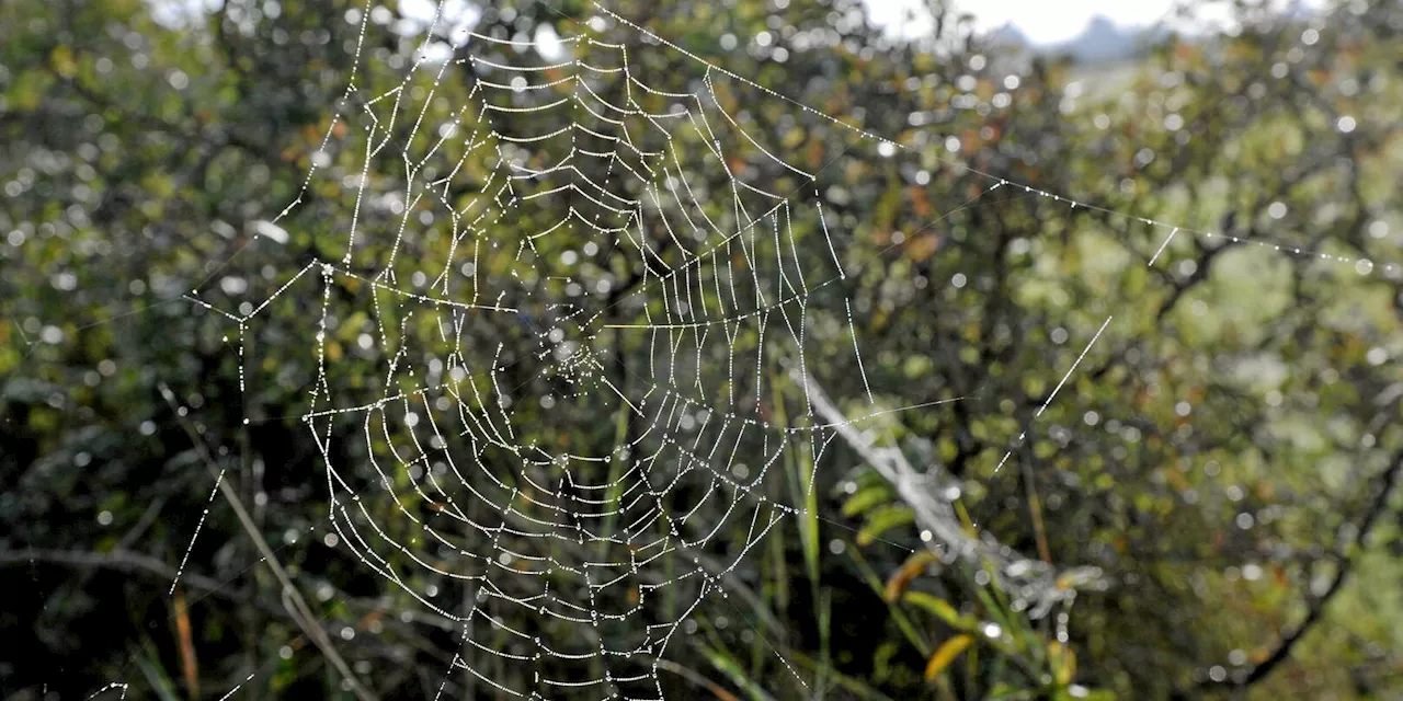 Italie : un homme meurt après avoir été mordu par une araignée violoniste