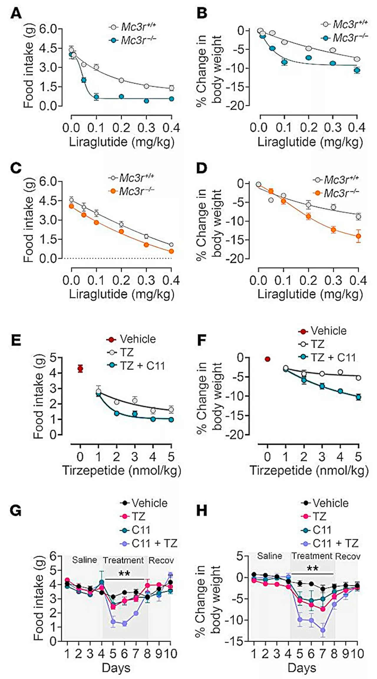 New research demonstrates potential for increasing effectiveness of popular diabetes, weight-loss drugs