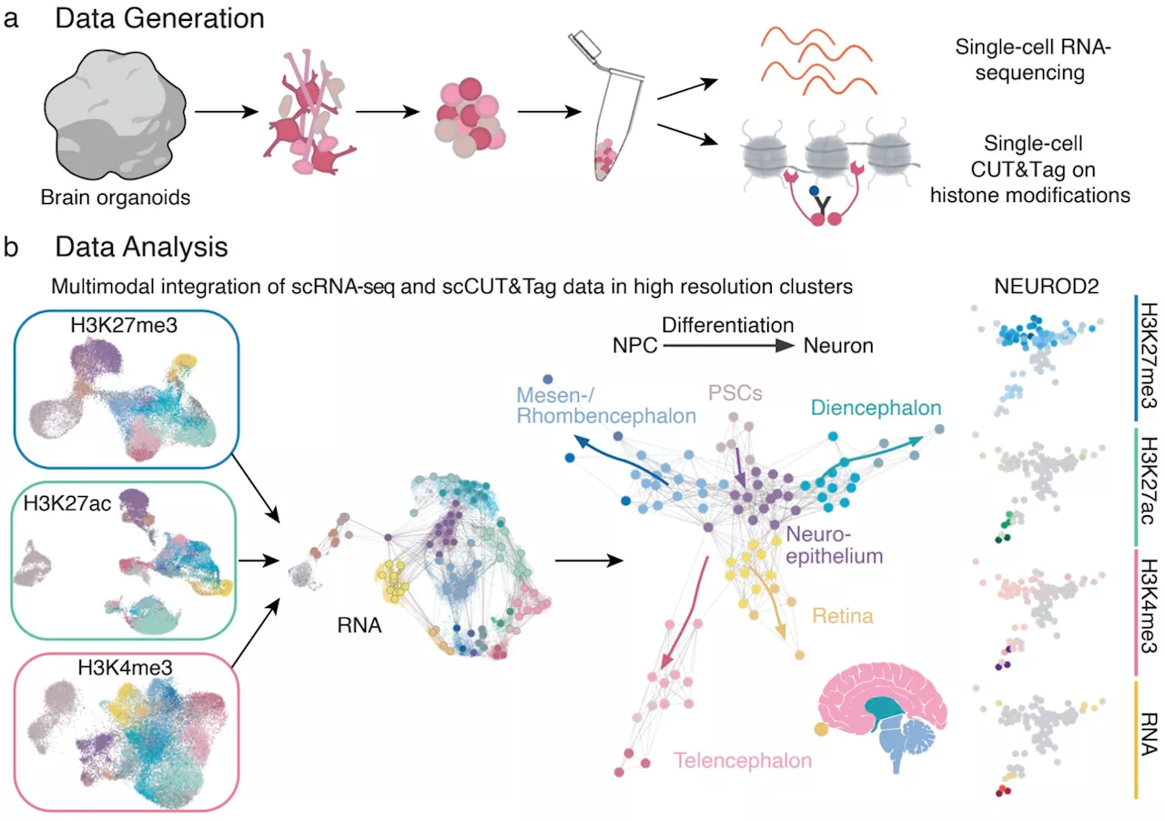 Study identifies epigenetic 'switches' that regulate the developmental trajectories of single cells