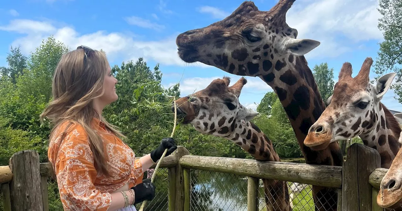 'I fed the giraffes at Chester Zoo - but then realised we'd made a big mistake'