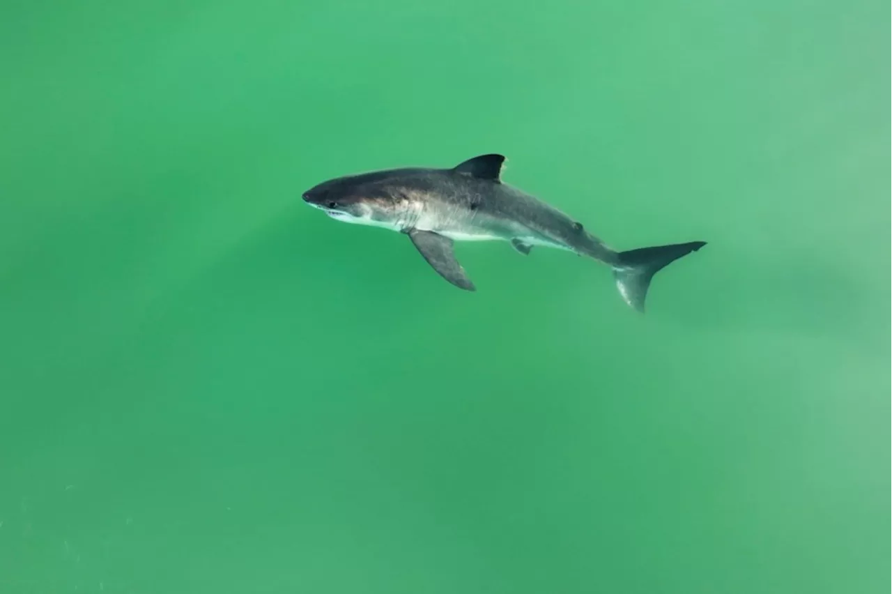 Summer of the shark: Santa Cruz County cove teems with sharp-toothed juveniles