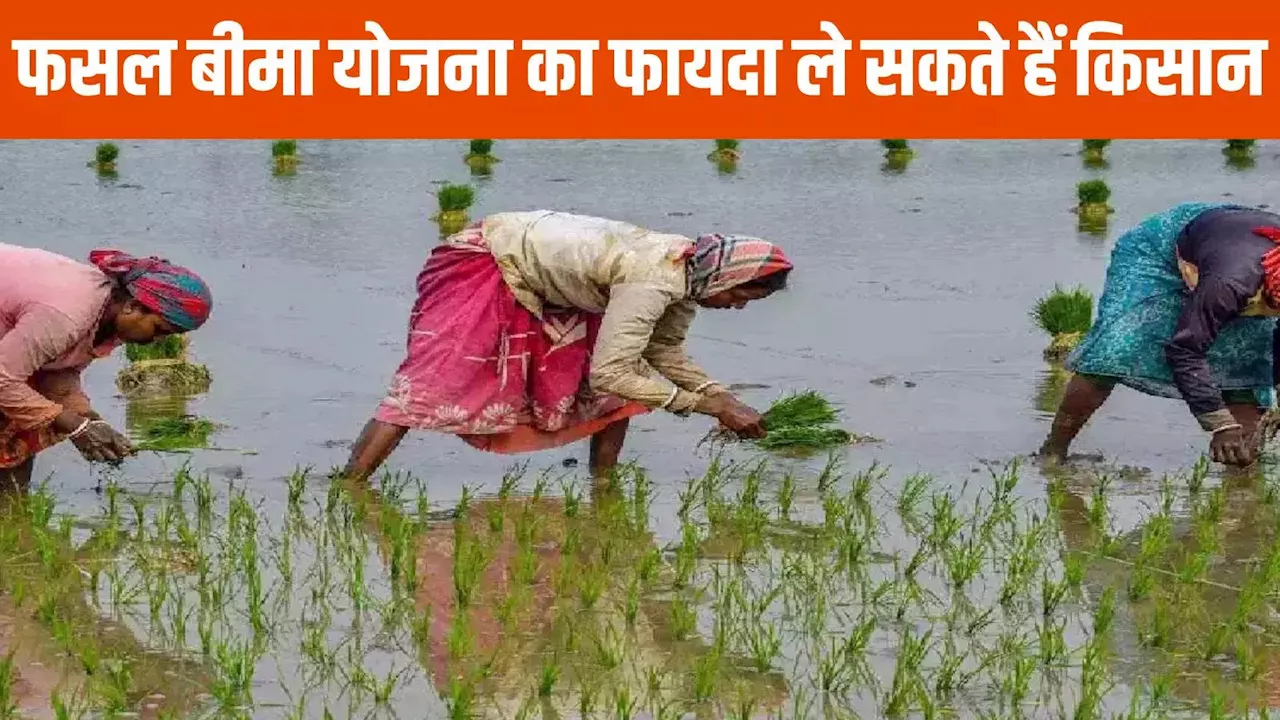 Crop Insurance Scheme: 1200 रुपये में मिलेगा 60 हजार का लाभ, जिन किसानों के पास हैं ये दस्तावेज वे करा सकते हैं अपनी फसल का बीमा