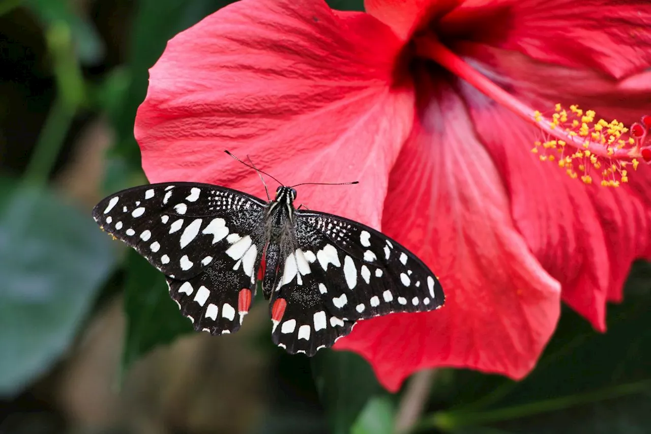 Why you should grow hibiscus in your garden this summer