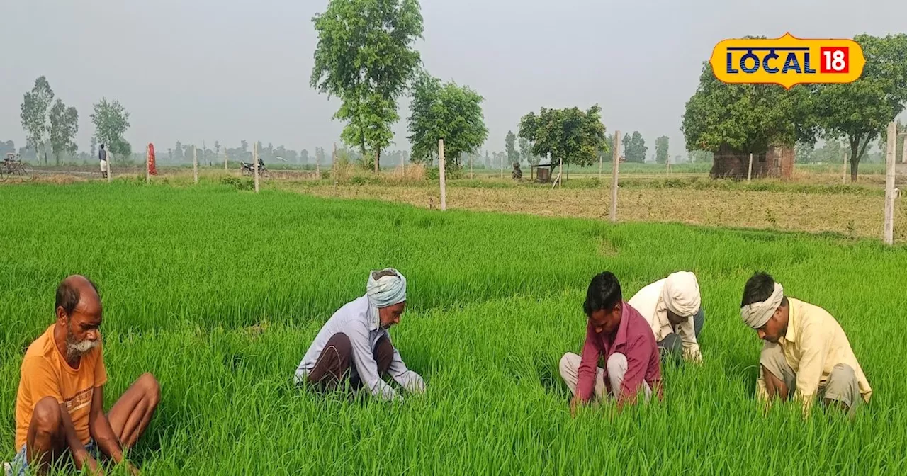 मानसून आने के बाद भूलकर भी ऐसे ना करें धान की खेती, फायदे के बजाय हो सकता है नुकसान