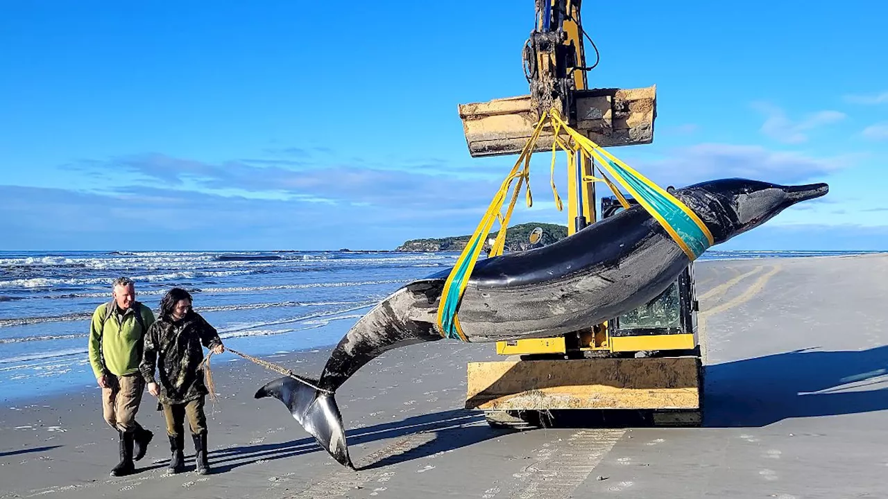 Sensationsfund für Wissenschaft: Extrem seltener Bahamonde-Schnabelwal an Strand in Neuseeland gespült