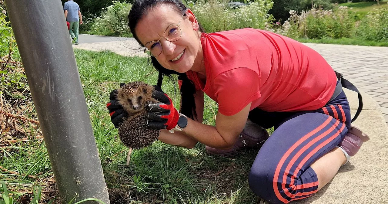 Sie fackelt nicht lange und rettet den Igel aus seiner Notlage an Höxters Weserpromenade