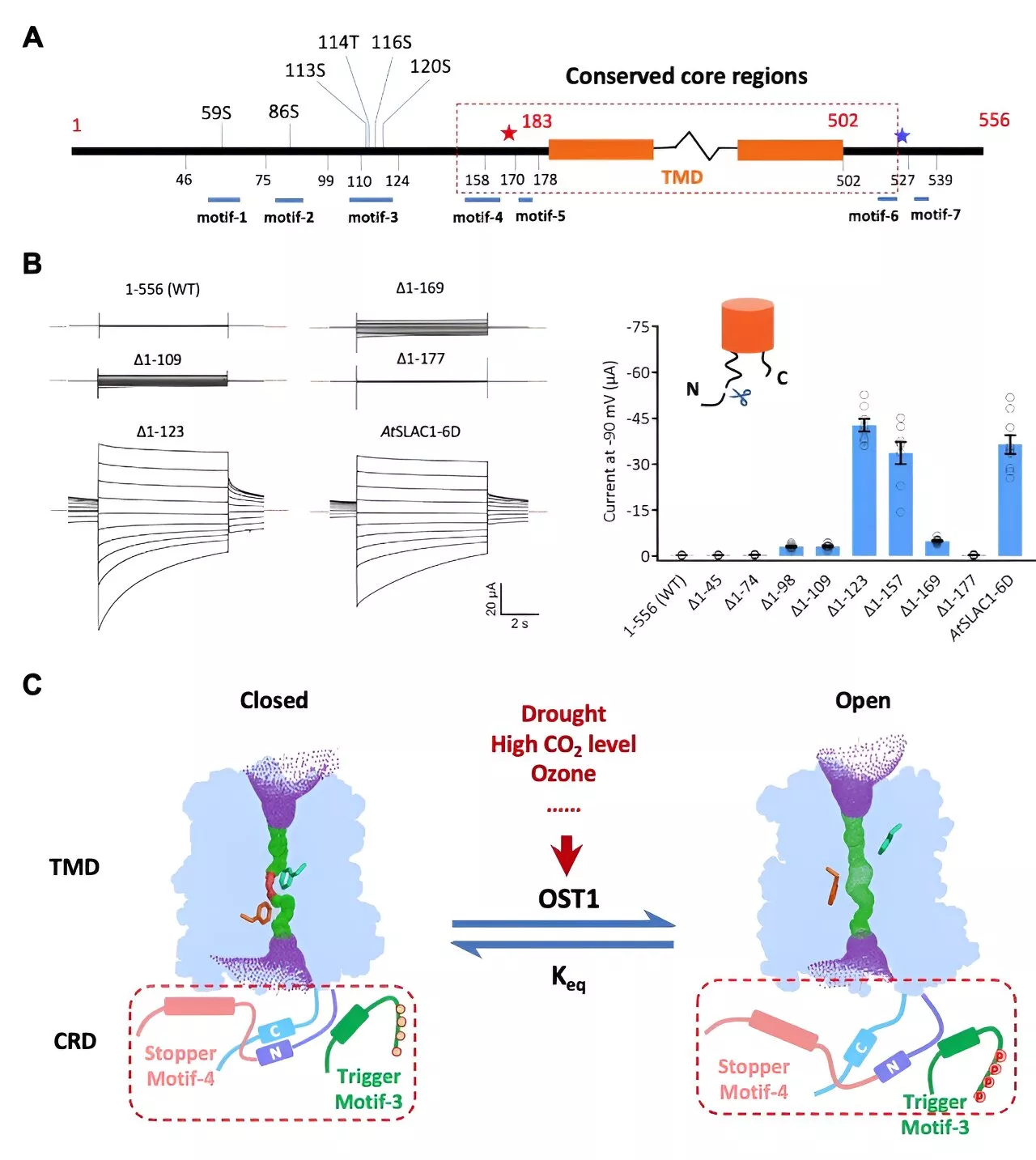 Unlocking secrets of stomatal regulation: Phosphoactivation of SLAC1 in plant guard cells