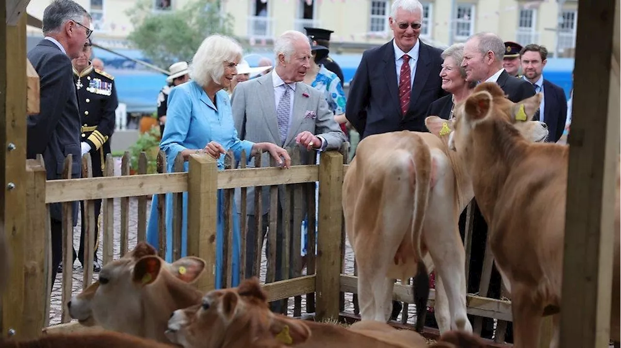 Tierisches Geschenk für den König: Charles bekommt sieben junge Kühe