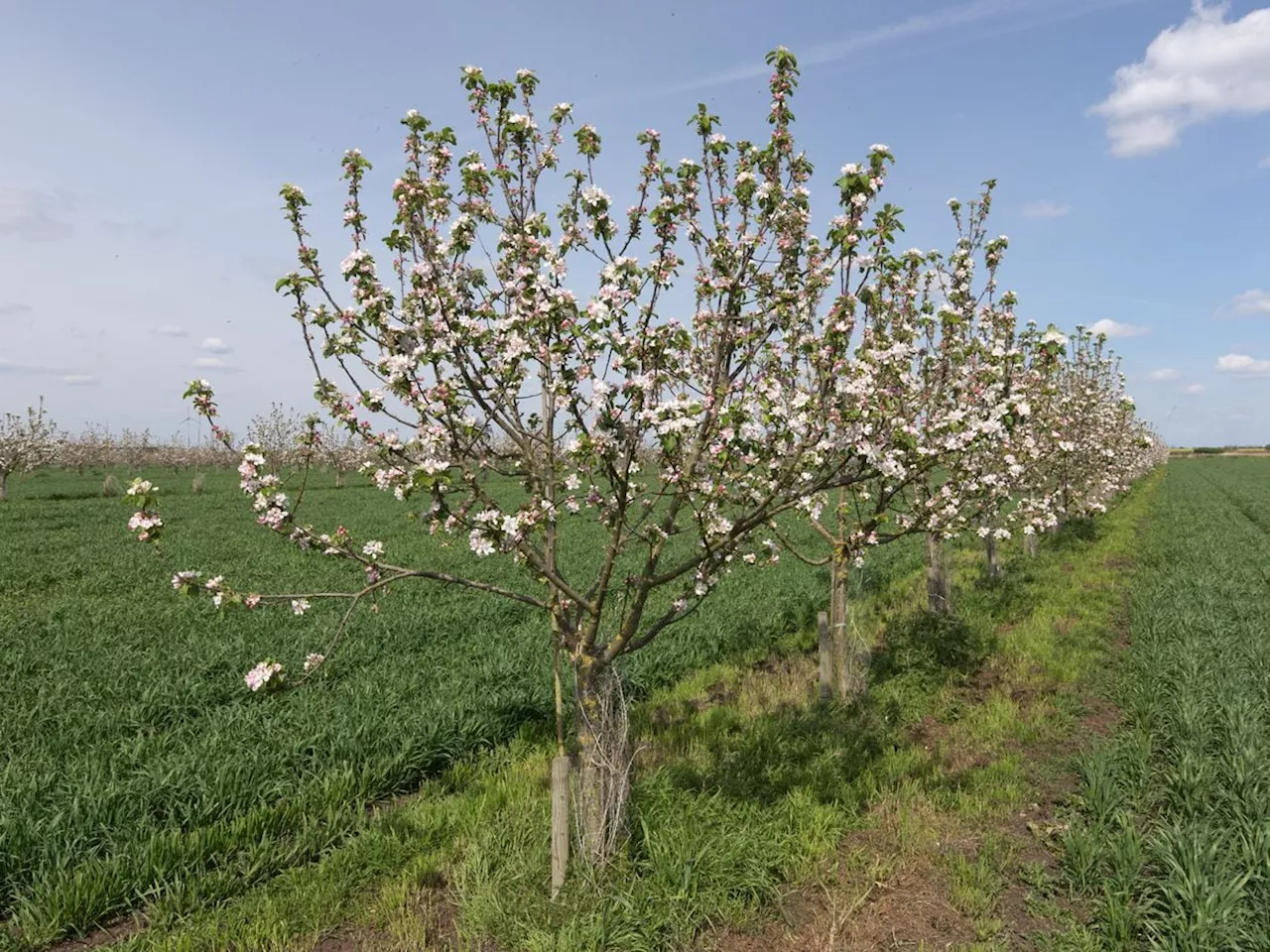 Lloyds Banking Group pledges support to farmers on agroforestry projects