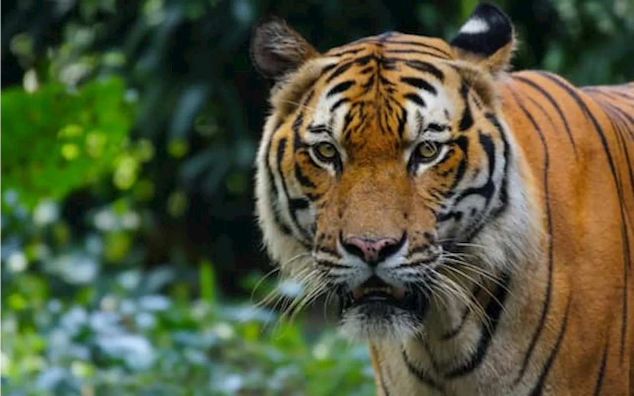 La tigre della Malesia è a rischio di estinzione: allarme per un'ondata di morti